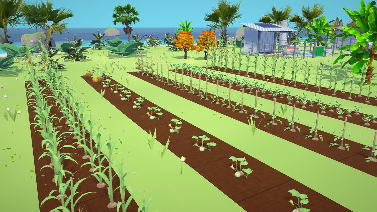 Rows of corn and vegetables growing in tilled island fields
